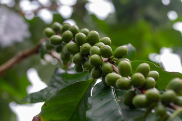 Green coffee beans background