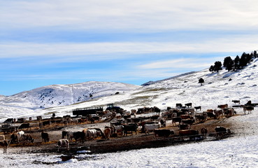 Vaches en montagne l'hiver