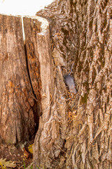grey mouse exploring tree mid autumn in the park trees leaves and tables