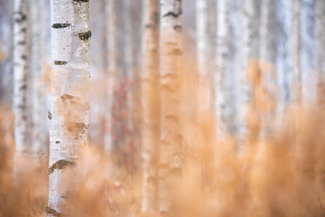 Birch (Betula pendula) tree trunks in autumn forest.
