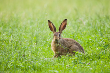 European Brown hare in meadow