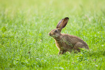 European Brown hare in meadow