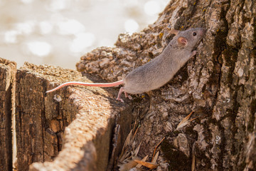 grey mouse exploring tree mid autumn in the park trees leaves and tables