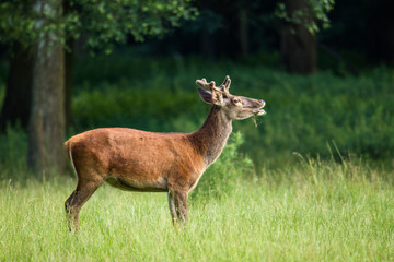 Young Red deer in flehmen position