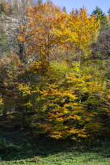 Beautiful romantic alley in a park with colorful trees. natural background