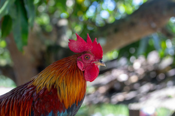 Beautiful multicolored chickens