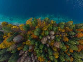 Colorful forest by lake side, aerial from above