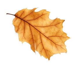 Beautiful autumn leaf on white background. Fall foliage
