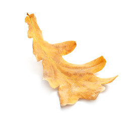Fototapeta premium Beautiful autumn leaf on white background. Fall foliage