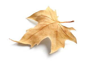Beautiful autumn leaf on white background. Fall foliage