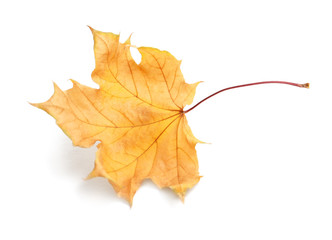 Beautiful autumn leaf on white background. Fall foliage