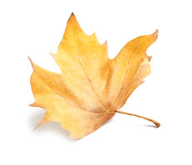 Beautiful autumn leaf on white background. Fall foliage