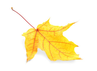 Beautiful autumn leaf on white background. Fall foliage