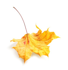 Beautiful autumn leaf on white background. Fall foliage