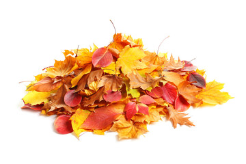 Heap of autumn leaves on white background
