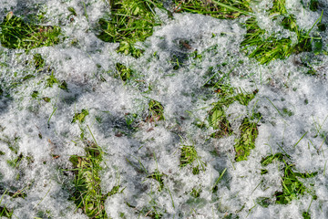 fresh green grass is covered with a first snow