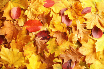 Naklejka na ściany i meble Many autumn leaves as background, top view