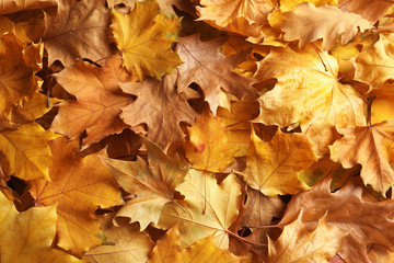 Many autumn leaves as background, top view