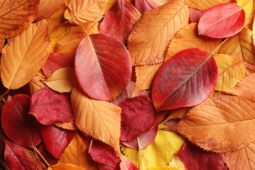 Many autumn leaves as background, top view