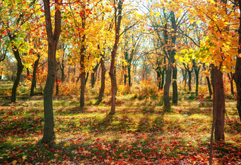 Fototapeta na wymiar Beautiful autumn landscape with trees and dry leaves on ground
