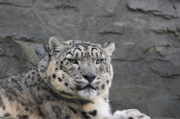 Snow Leopard