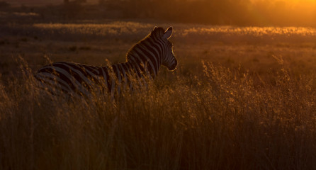 Fototapeta na wymiar Silhouette of a zebra in long grass at sunset and rim lighting