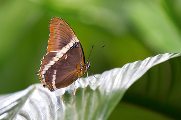 Macro of a beautiful brown butterfly on a green leaf from the side