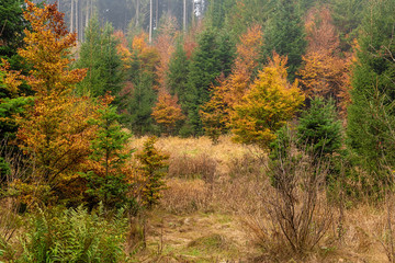 Hiking impression in the Black Forest along the Roetenbach in Autumn, Germany. Magical Autumn Forrest. Colorful Fall Leaves. Romantic Background.
