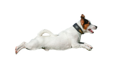 Jack russell terrier isolated