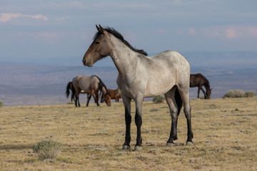 Majestic Wild Horse in the High desert