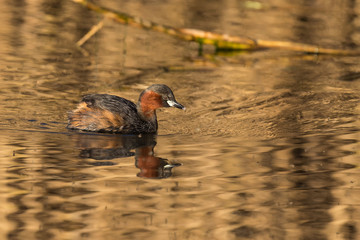 Lone small Dabchick swimming across a pond in soft sunlight reflections