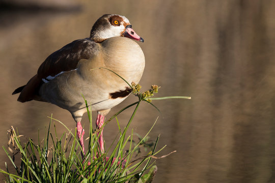 Egyptian Goose sitting on grass at the edge of a pond