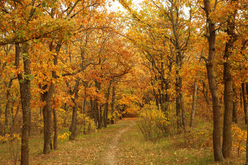 Beautiful autumn park with fallen leaves on ground