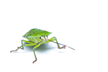 Green stink bug isolated on white background