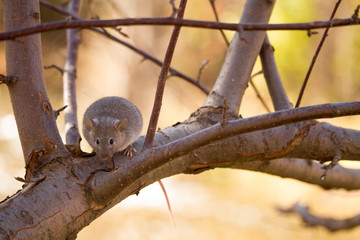 grey mouse exploring tree mid autumn in the park trees leaves and tables