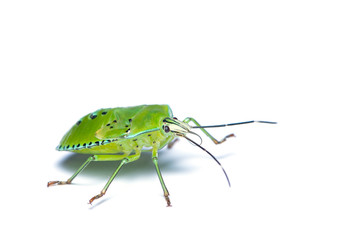 Green stink bug isolated on white background