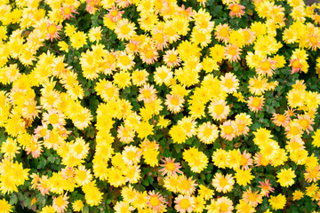 Beautiful bush of a little chrysanthemum flower in the garden. Yellow petals