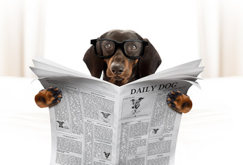 dog reading newspaper
