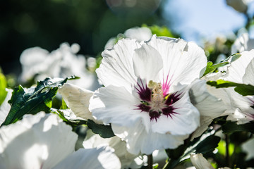 Hibiskus Blüte im Herbst © Christian Krammer