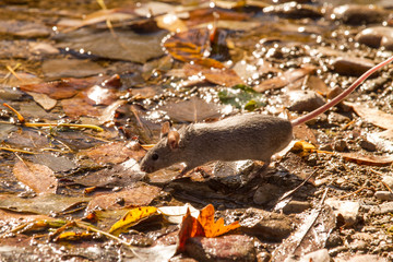 grey mouse exploring tree mid autumn in the park trees leaves and tables