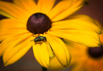 Fliege auf gelber Blüte