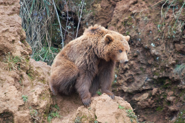 Oso pardo en el norte de Espa√±a, Cantabria
