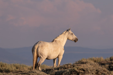 Majestic Wild Horse in the High desert