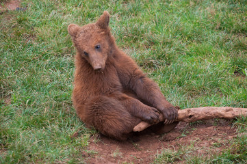 Oso pardo agarrando palo, fondo cesped