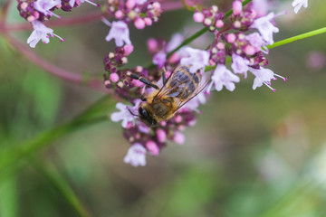 Origanum vulgare L., Oregano, wild marjoram, sweet marjoram purple flowers on a green background.