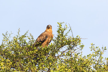 Tawny eagle sitting in a tree top