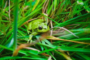 Naklejka premium frog on leaf