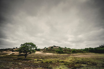 Lonely tree on a prairie in cloudy weather