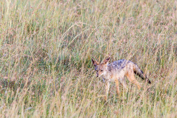 Black-backed jackal walking in the grass