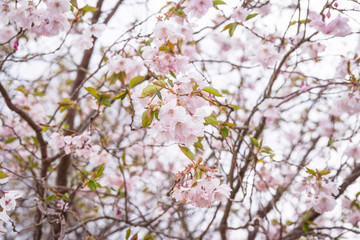 Blooming cherry tree in the spring with white flowers